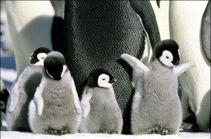 南極にはペンギンがいる